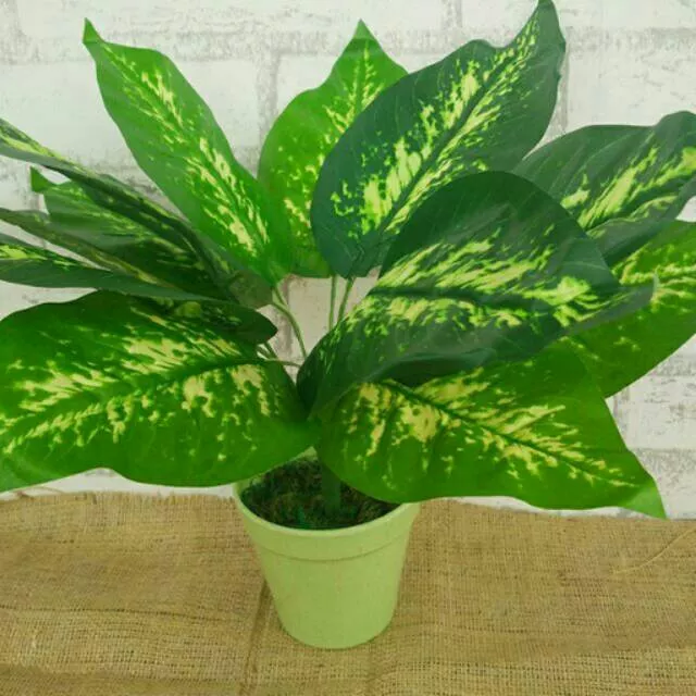 Detail Gambar Bunga Daun Nomer 16