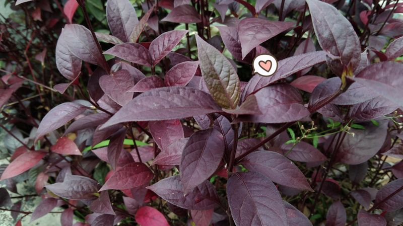 Gambar Bunga Daun Ungu - KibrisPDR