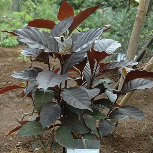 Detail Gambar Bunga Daun Ungu Nomer 13
