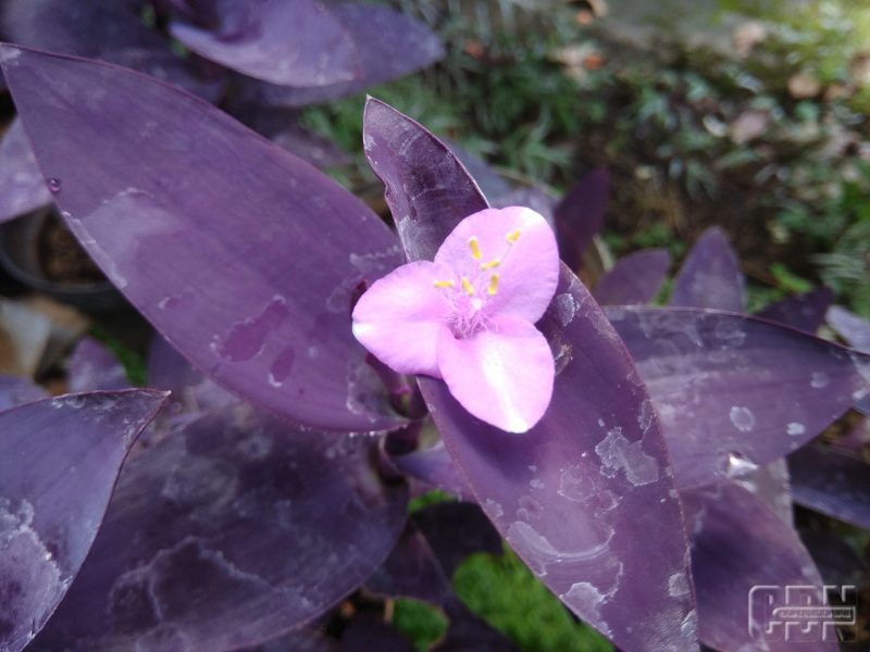Detail Gambar Bunga Daun Ungu Nomer 16