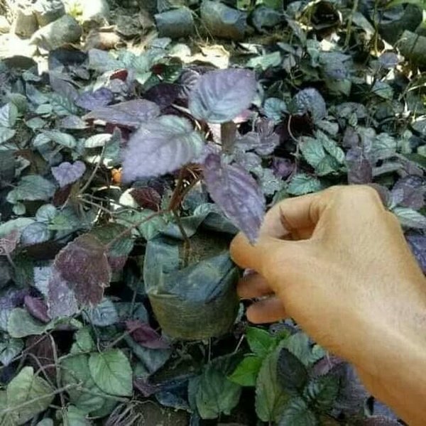 Detail Gambar Bunga Daun Ungu Nomer 18