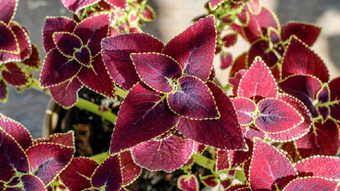 Detail Gambar Bunga Daun Ungu Nomer 19