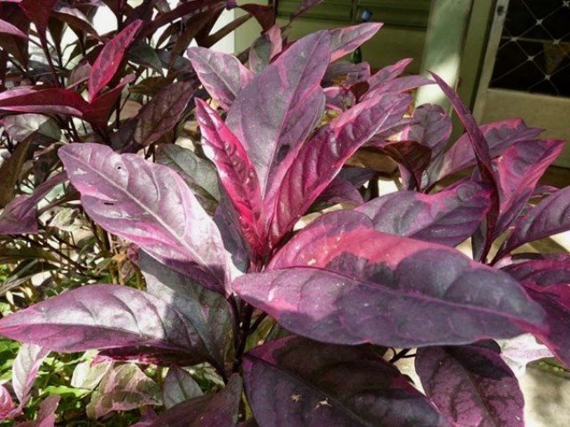 Detail Gambar Bunga Daun Ungu Nomer 3
