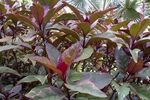 Detail Gambar Bunga Daun Ungu Nomer 21