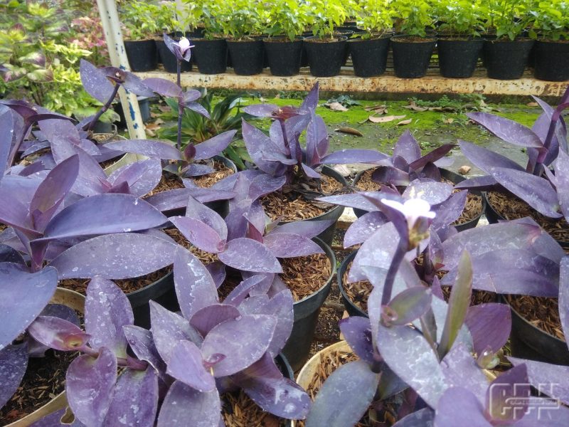 Detail Gambar Bunga Daun Ungu Nomer 22