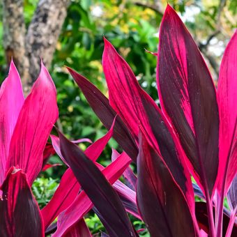 Detail Gambar Bunga Daun Ungu Nomer 23