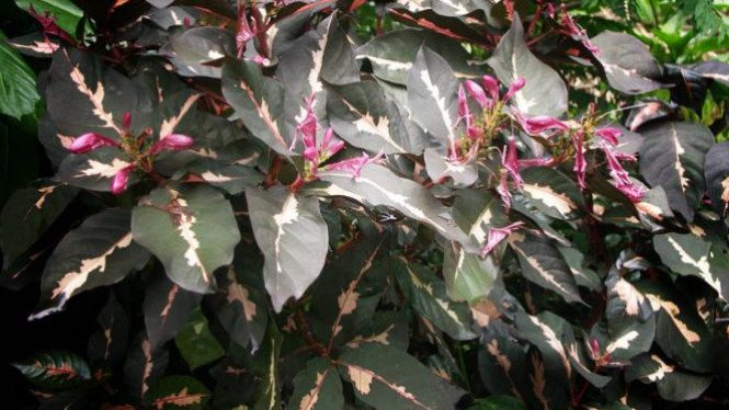 Detail Gambar Bunga Daun Ungu Nomer 24