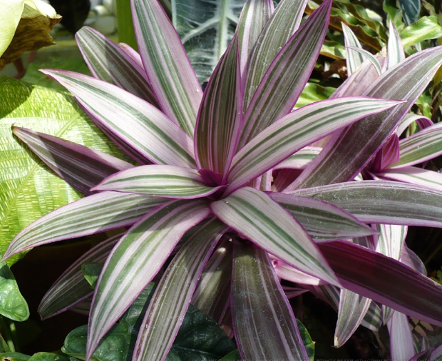 Detail Gambar Bunga Daun Ungu Nomer 26