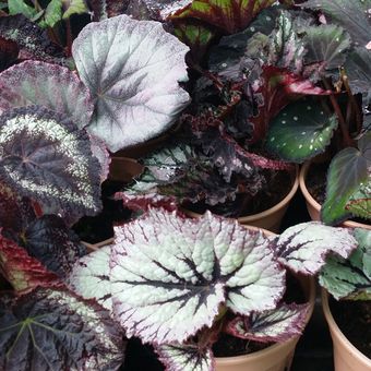 Detail Gambar Bunga Daun Ungu Nomer 27