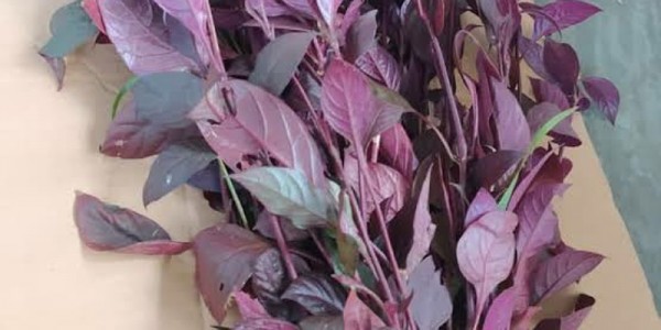Detail Gambar Bunga Daun Ungu Nomer 30