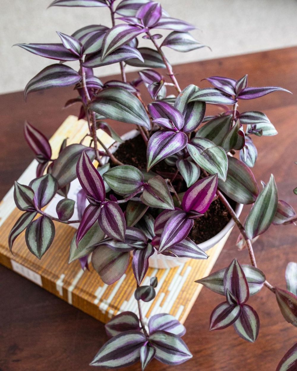 Detail Gambar Bunga Daun Ungu Nomer 32