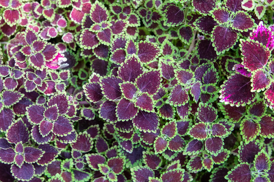 Detail Gambar Bunga Daun Ungu Nomer 33
