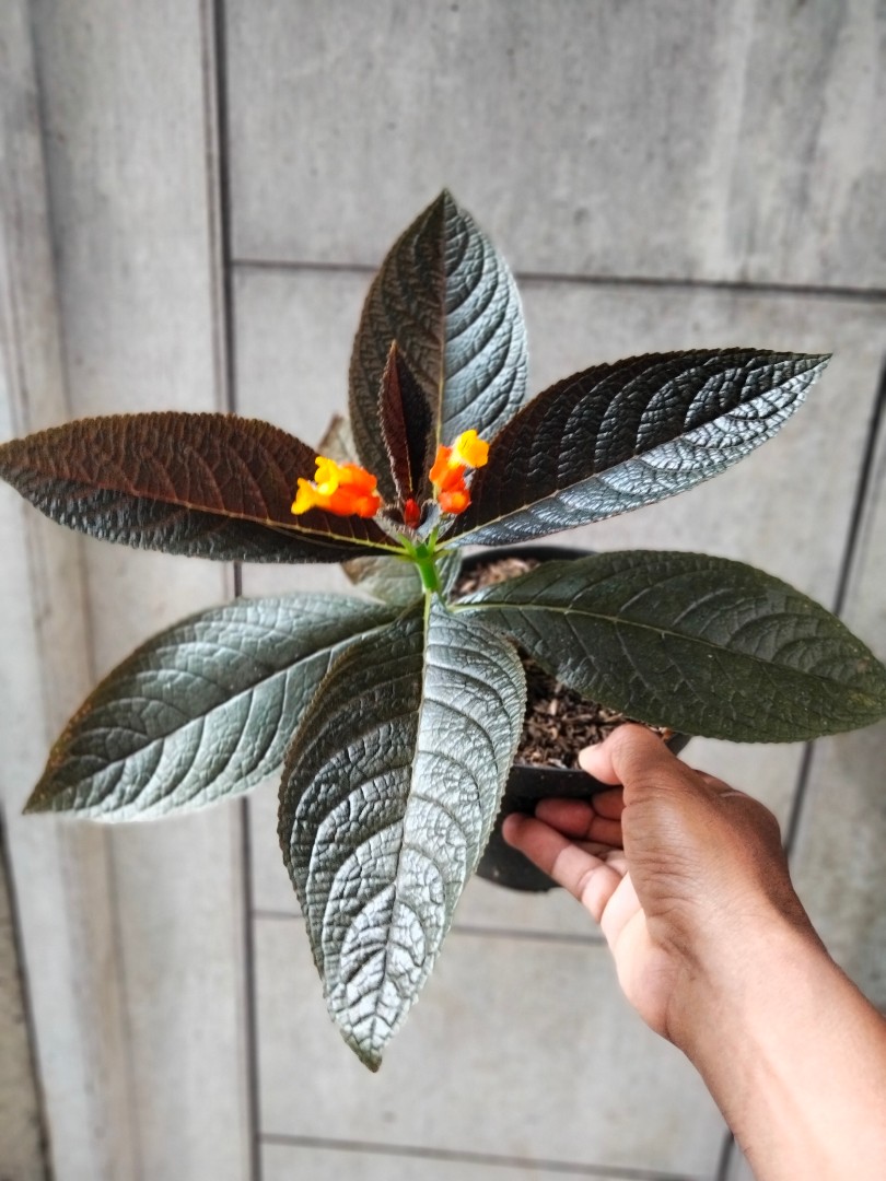 Detail Gambar Bunga Daun Ungu Nomer 34