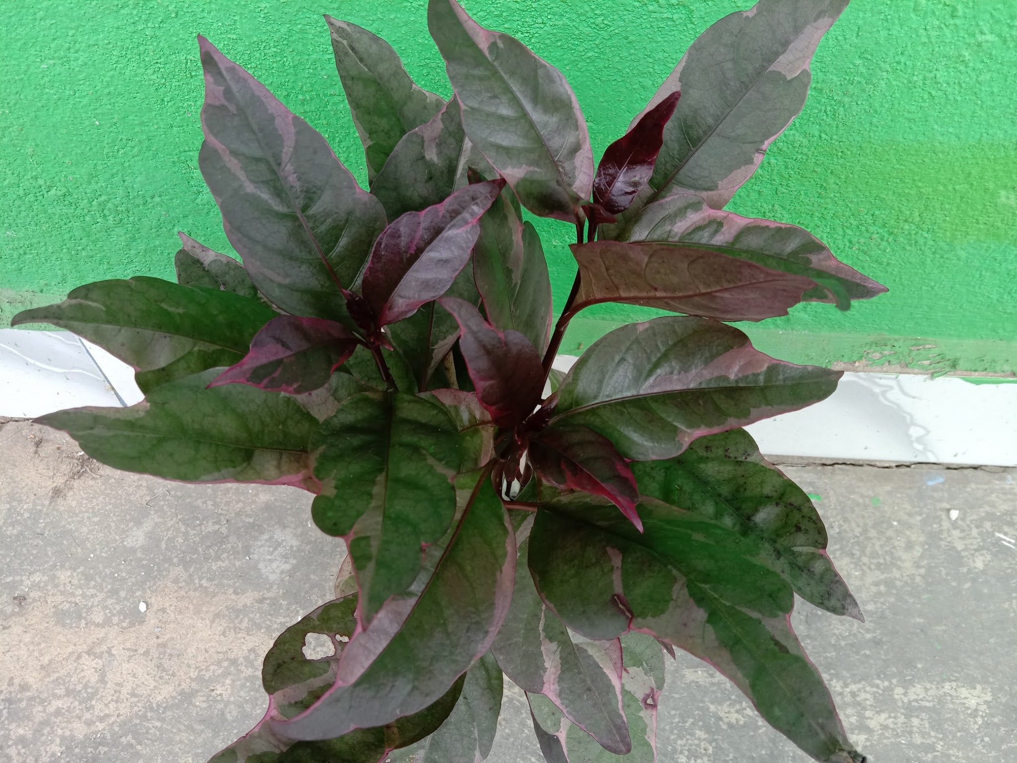 Detail Gambar Bunga Daun Ungu Nomer 35