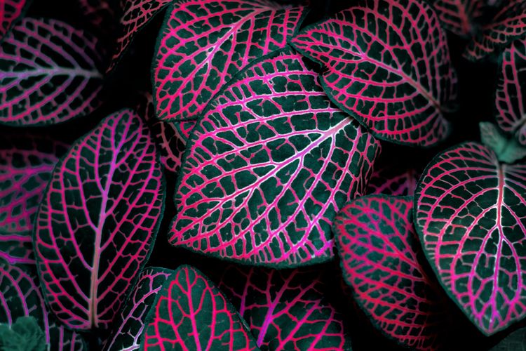 Detail Gambar Bunga Daun Ungu Nomer 37