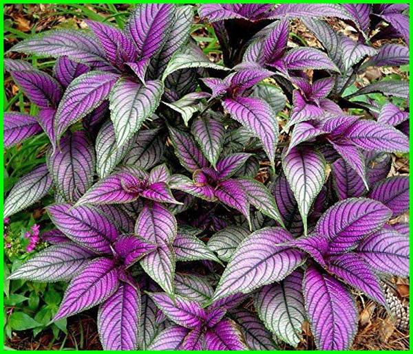 Detail Gambar Bunga Daun Ungu Nomer 38