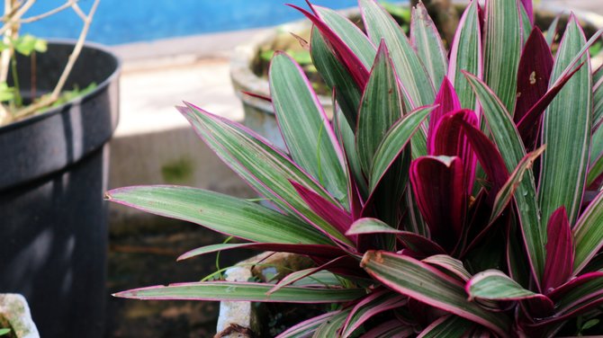 Detail Gambar Bunga Daun Ungu Nomer 5