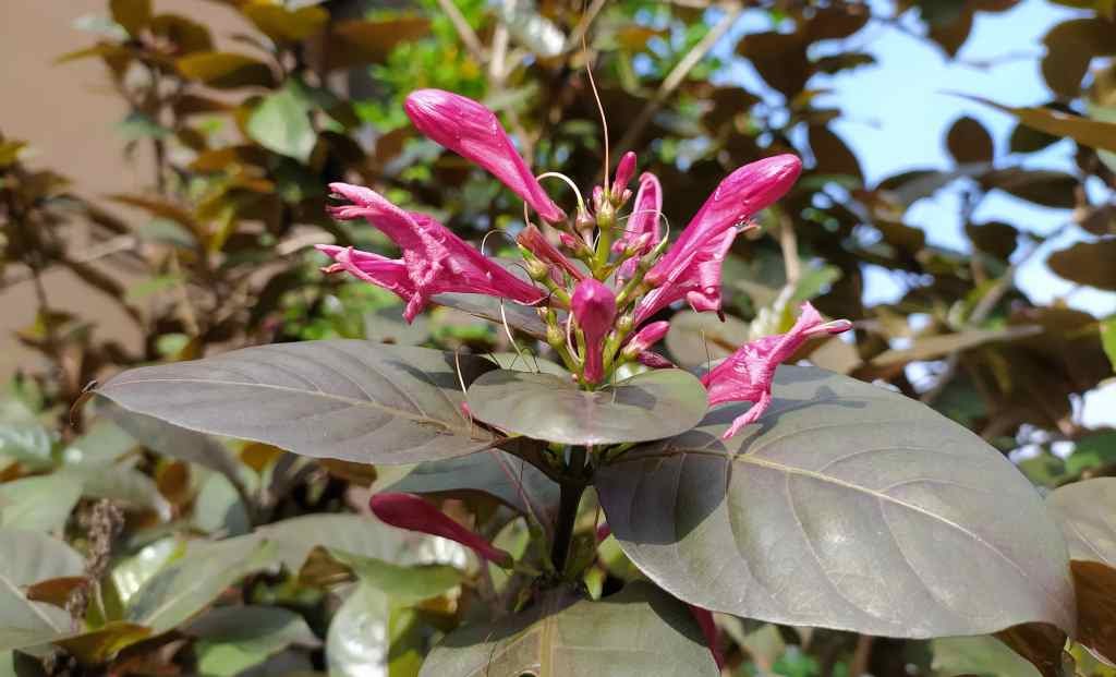 Detail Gambar Bunga Daun Ungu Nomer 40