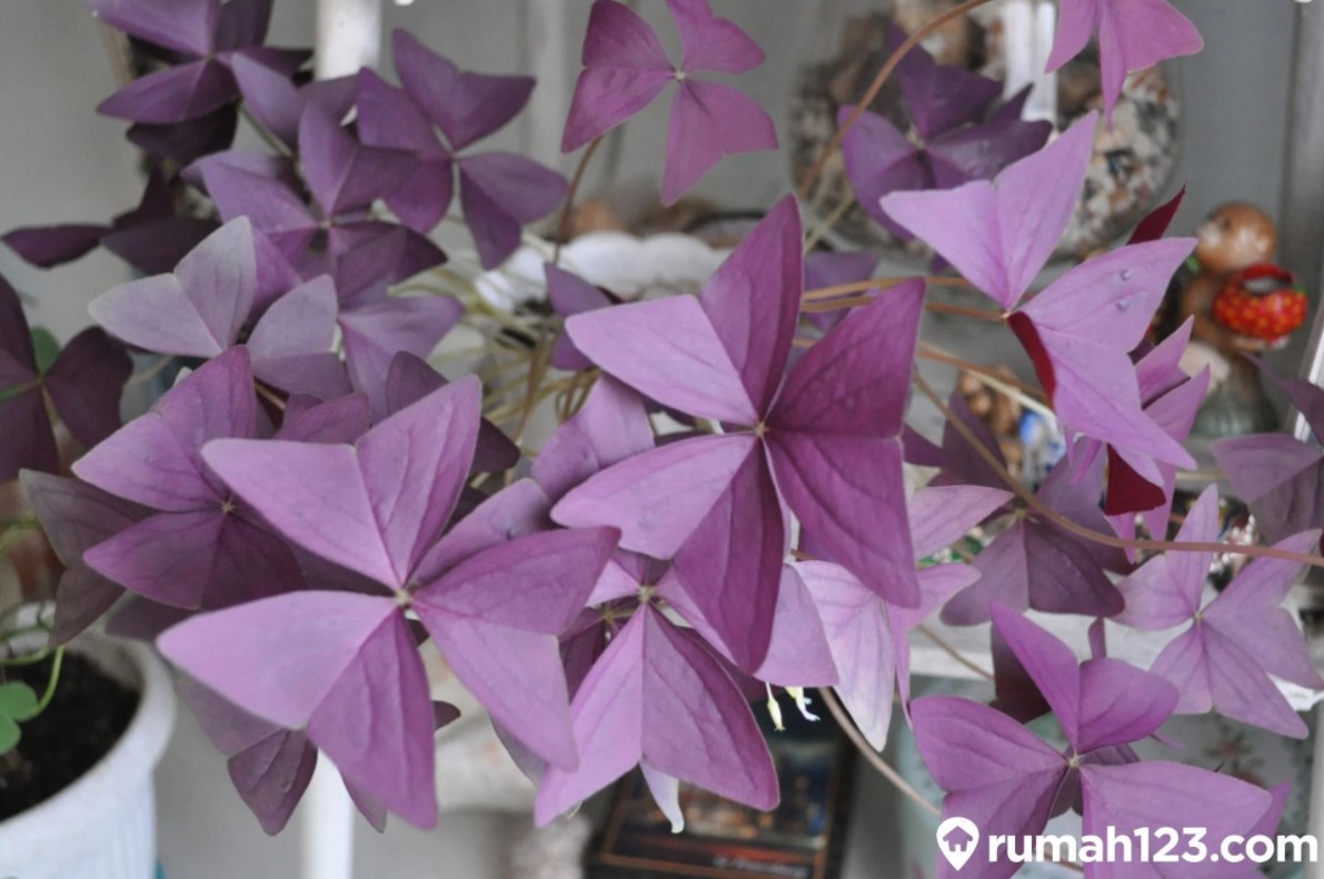 Detail Gambar Bunga Daun Ungu Nomer 41