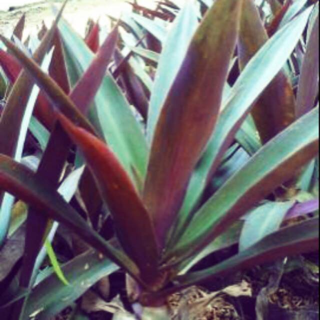 Detail Gambar Bunga Daun Ungu Nomer 44