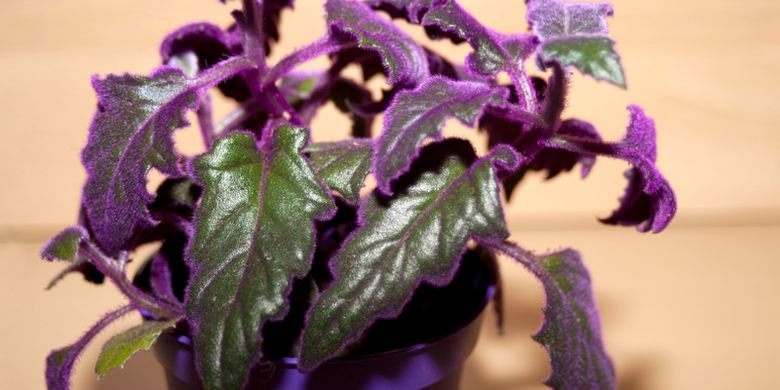 Detail Gambar Bunga Daun Ungu Nomer 45