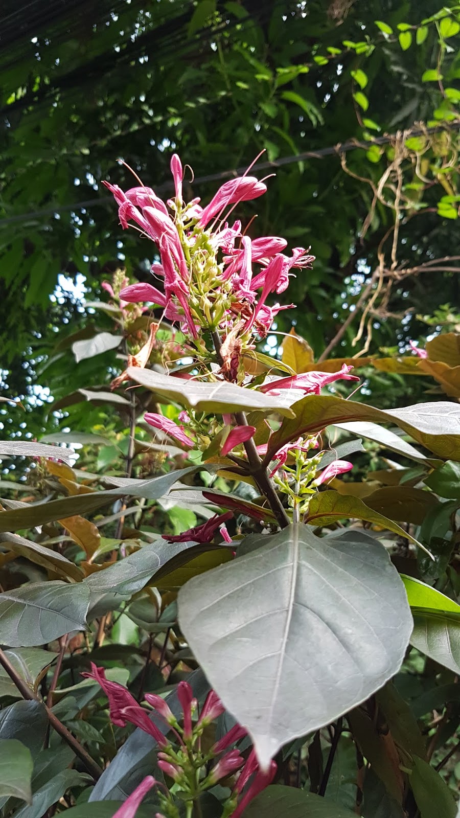 Detail Gambar Bunga Daun Ungu Nomer 46