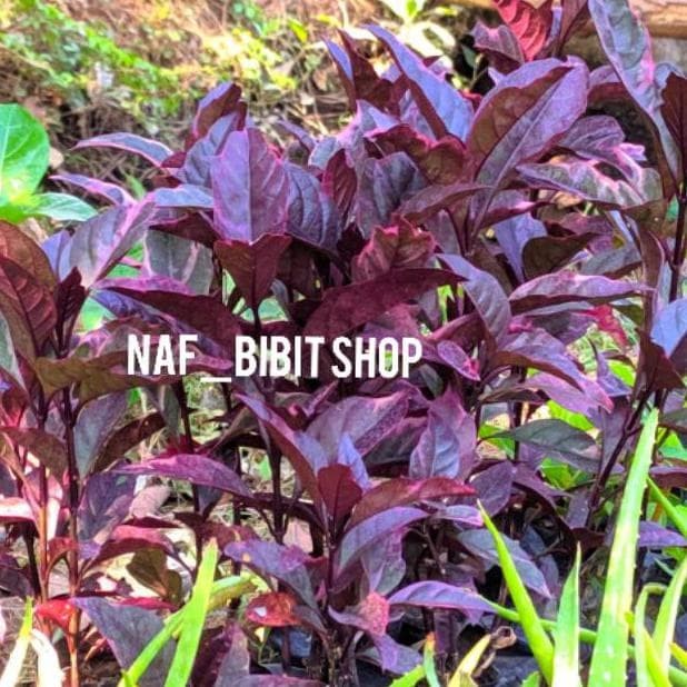 Detail Gambar Bunga Daun Ungu Nomer 47