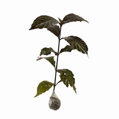 Detail Gambar Bunga Daun Ungu Nomer 49
