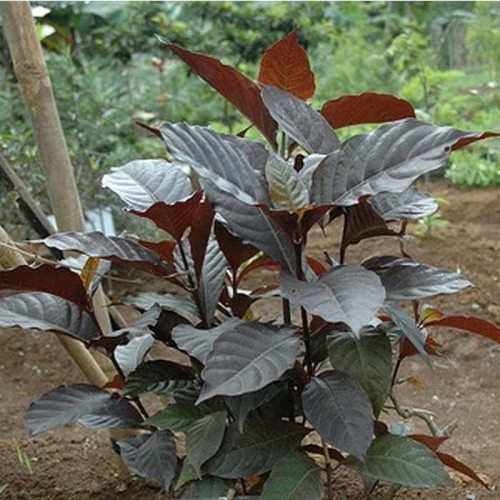 Detail Gambar Bunga Daun Ungu Nomer 52