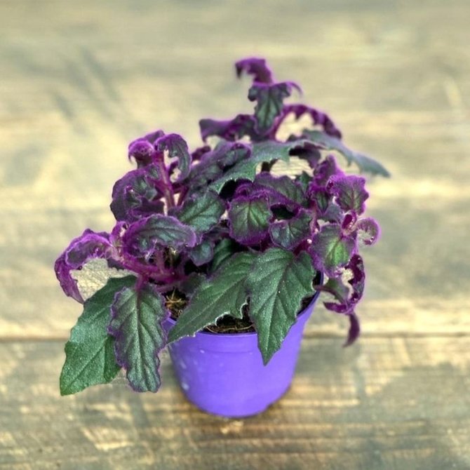 Detail Gambar Bunga Daun Ungu Nomer 55