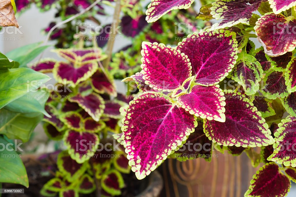 Detail Gambar Bunga Daun Ungu Nomer 56