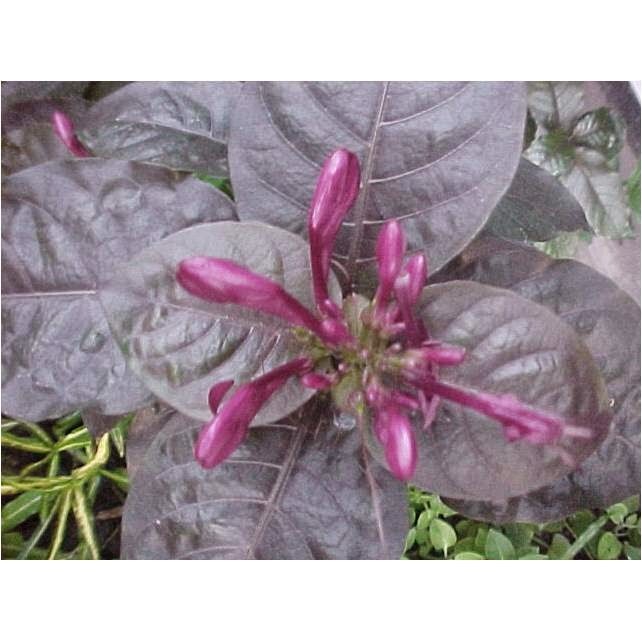 Detail Gambar Bunga Daun Ungu Nomer 57