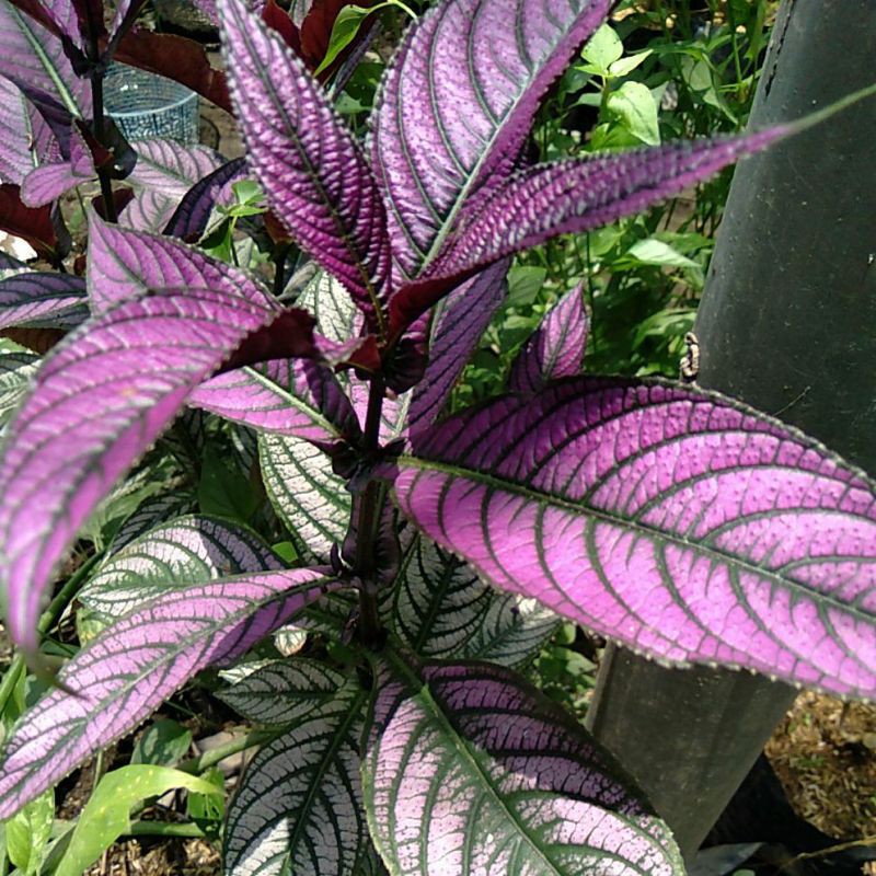 Detail Gambar Bunga Daun Ungu Nomer 9