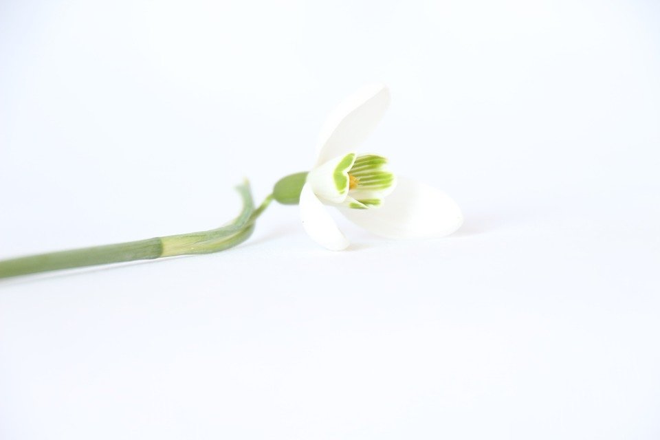 Detail Gambar Bunga Dengan Background Putih Nomer 8