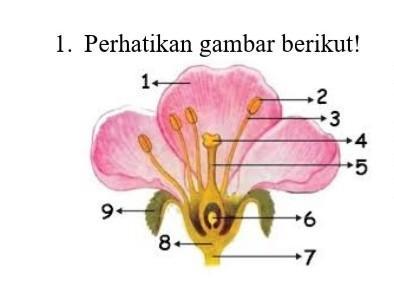 Detail Gambar Bunga Dengan Bagian Bagiannya Nomer 31