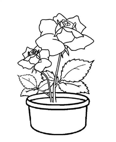 Detail Gambar Bunga Di Pot Yang Mudah Nomer 18