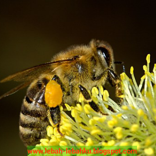 Detail Gambar Bunga Dihinggapi Lebah Nomer 18