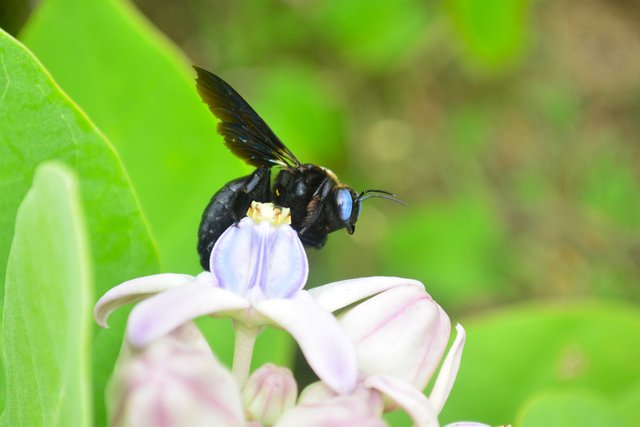 Detail Gambar Bunga Dihinggapi Lebah Nomer 24