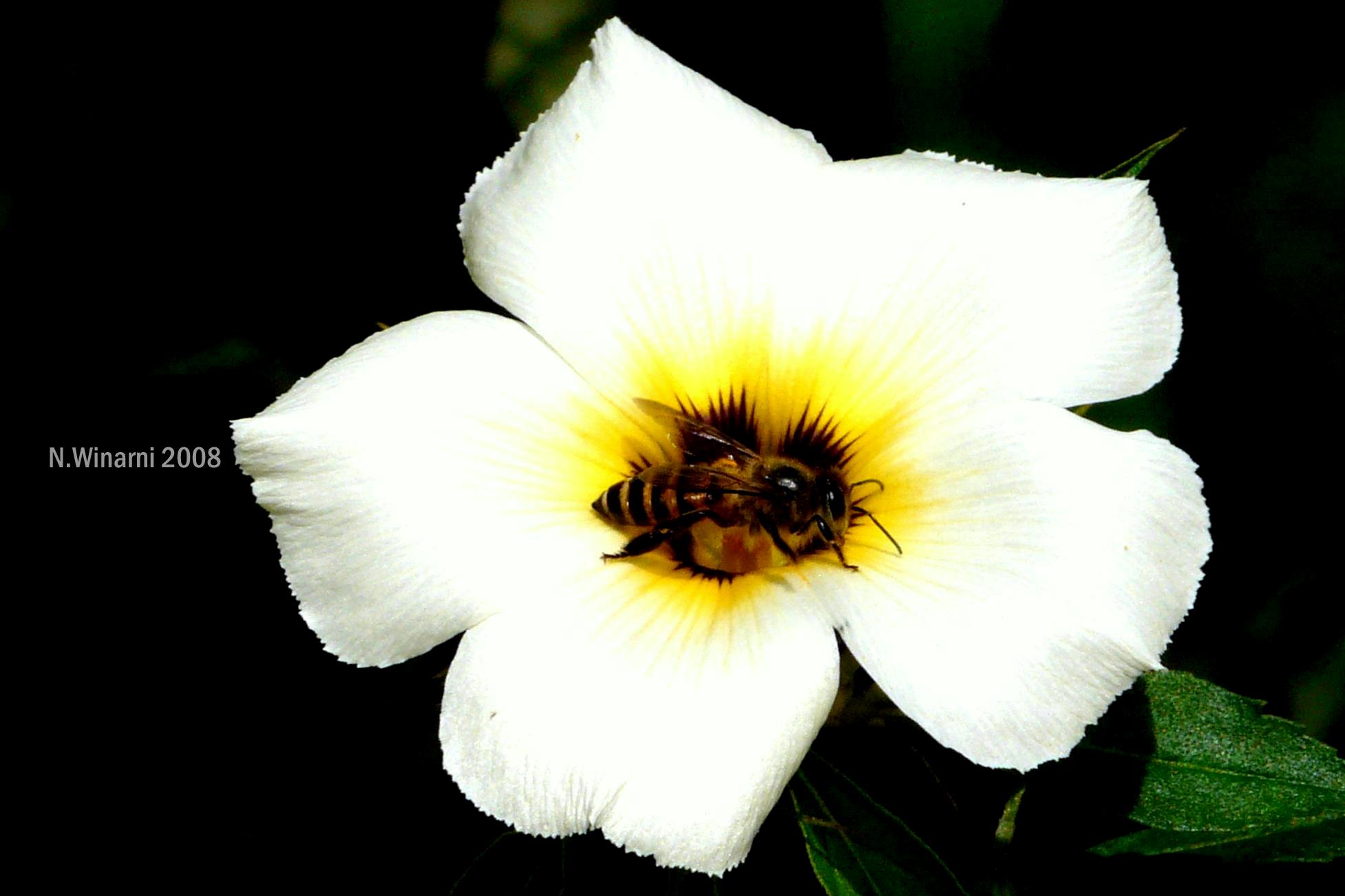 Detail Gambar Bunga Dihinggapi Lebah Nomer 25