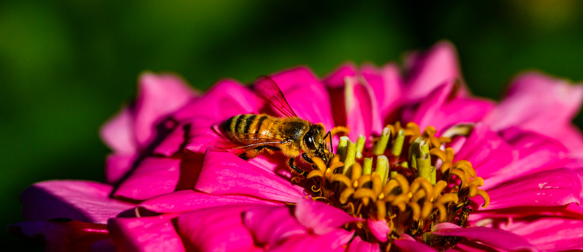 Detail Gambar Bunga Dihinggapi Lebah Nomer 39