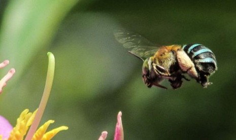 Detail Gambar Bunga Dihinggapi Lebah Nomer 48