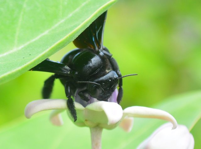 Detail Gambar Bunga Dihinggapi Lebah Nomer 50