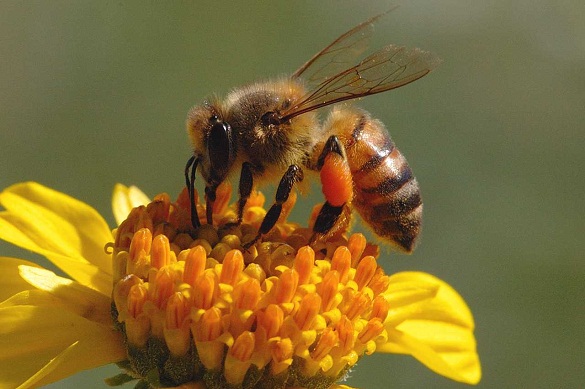 Detail Gambar Bunga Dihinggapi Lebah Nomer 53
