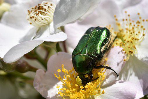 Detail Gambar Bunga Dihisap Kumbang Nomer 11