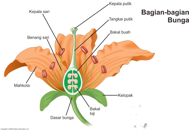 Detail Gambar Bunga Dikotil Nomer 33