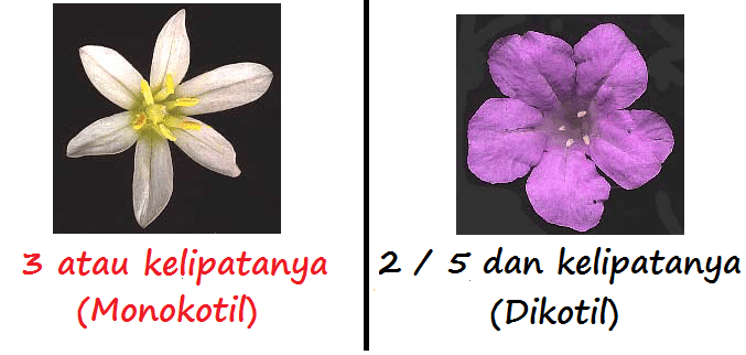 Detail Gambar Bunga Dikotil Dan Monokotil Nomer 6