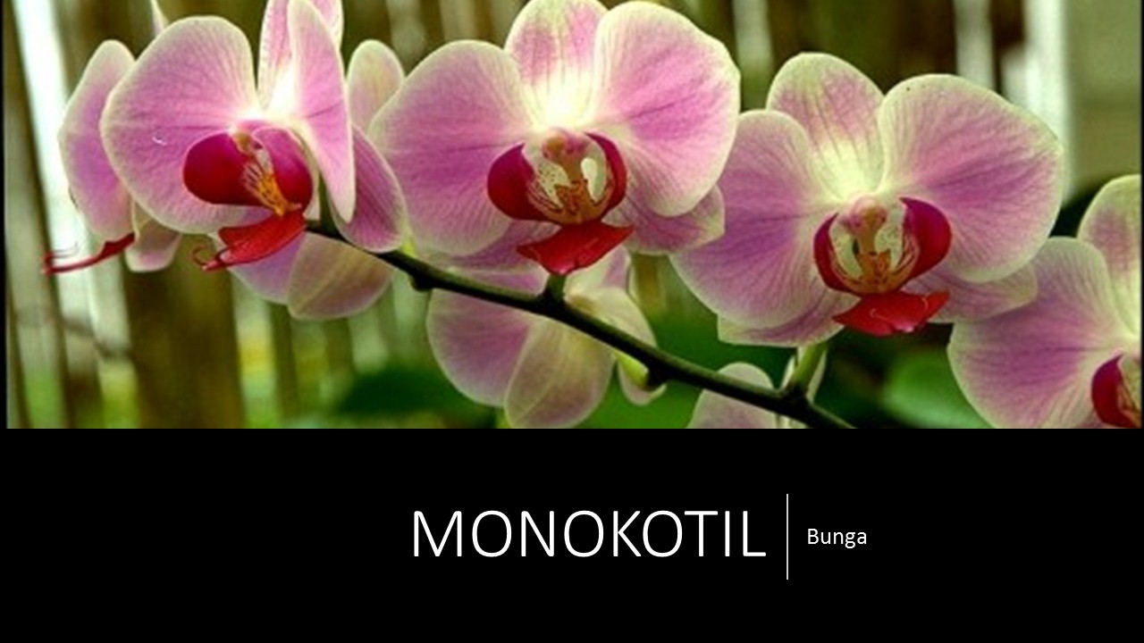 Download Gambar Bunga Dikotil Dan Monokotil Nomer 49