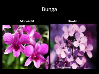 Download Gambar Bunga Dikotil Dan Monokotil Nomer 50