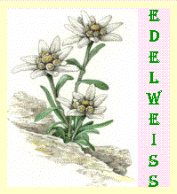 Detail Gambar Bunga Edelweis Nomer 48