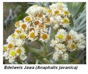 Detail Gambar Bunga Edelweis Anaphalis Javanica Nomer 19